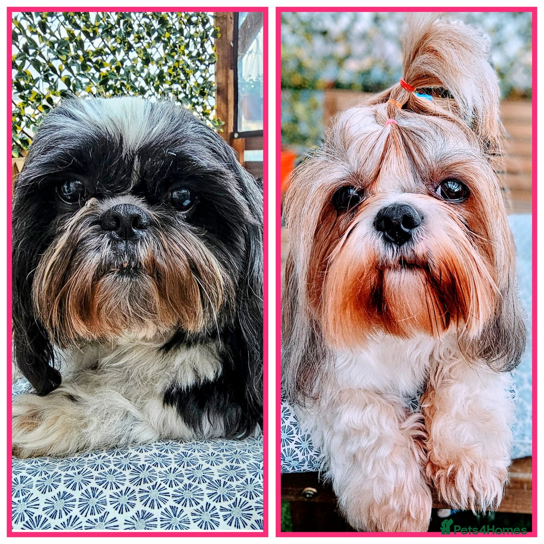 Shih Tzu dogs for sale: Shih Tzu girls–Licensed Breeder–Ready soon  - Image 10