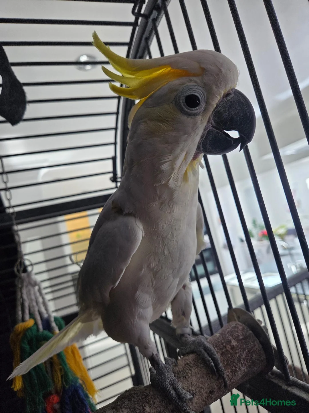 Cockatoo birds for sale: Max Sulphur Crested Cockatoo in Peterborough - Advert 2