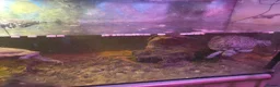 Turtle reptiles for sale: Large tank x 3 adult turtles - Advert 5
