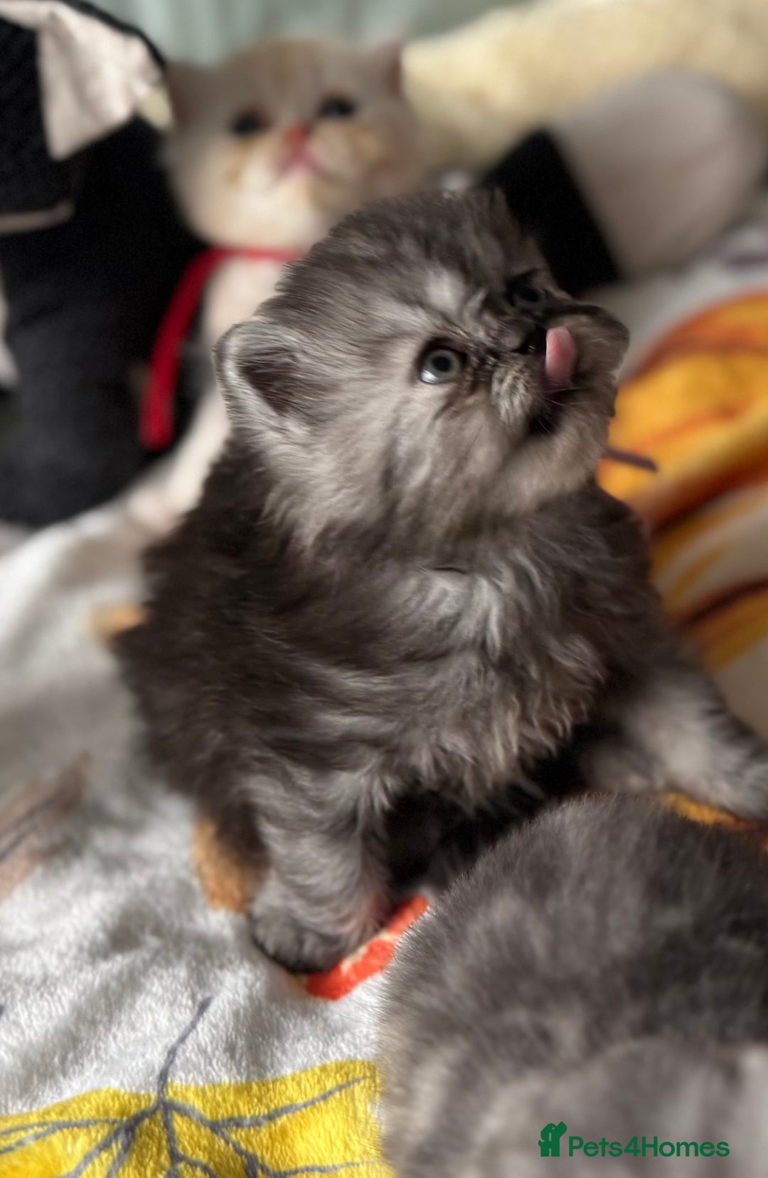 Exotic cats for sale: Superb Exotic Chinchilla kittens - Health tested  - Image 16
