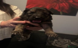German Shepherd dogs for sale: German shepherd puppies - Image 8