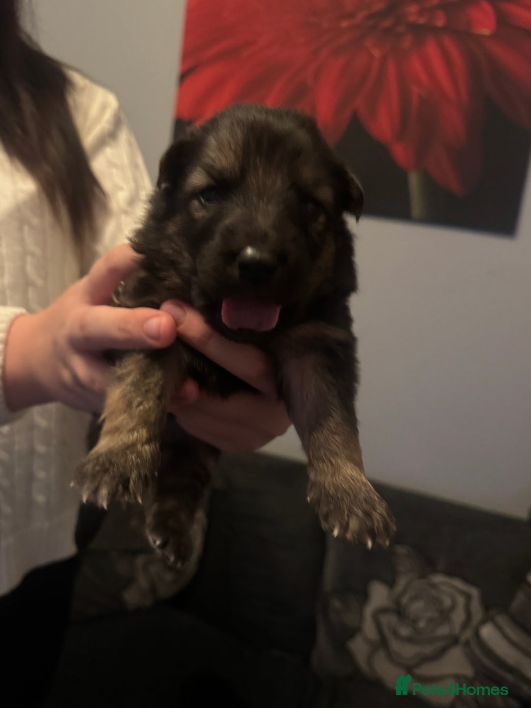 German Shepherd dogs for sale: German shepherd puppies - Image 8