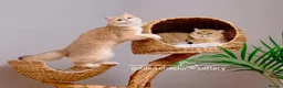 British Shorthair cats for sale: Show Quality British Shorthair Kittens - Advert 14