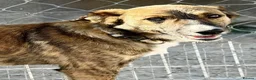 Mixed Breed dogs for adoption: Sonny - A gentle loving pup in Weymouth - Advert 4