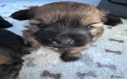 Mixed Breed dogs for sale: Stunning Toy Shihpoo Pom Puppies ready to reserve - Image 16