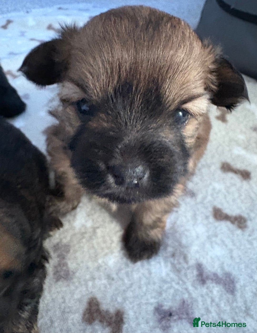 Mixed Breed dogs for sale: Stunning Toy Shihpoo Pom Puppies ready to reserve - Image 16