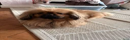 Mixed Breed dogs for sale: Peke'a'tease for sale. - Advert 6