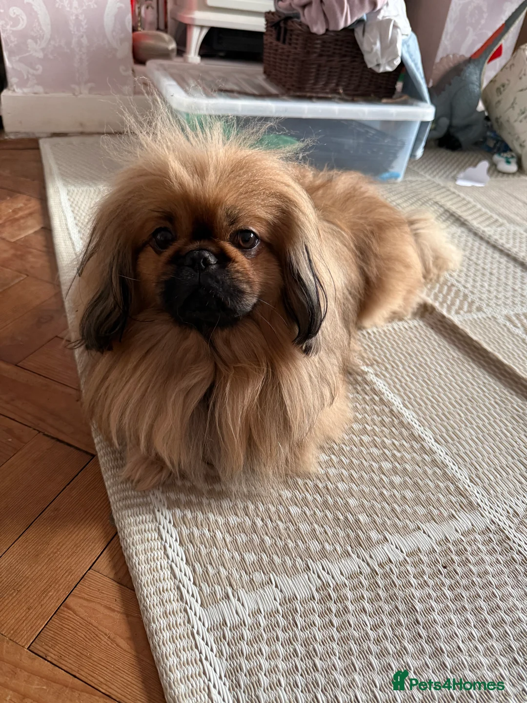Mixed Breed dogs for sale: Peke'a'tease for sale. - Advert 6