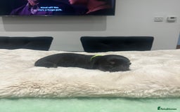 Dachshund dogs for sale: Tiny long haired piebald dachshunds for sale ! - Image 7