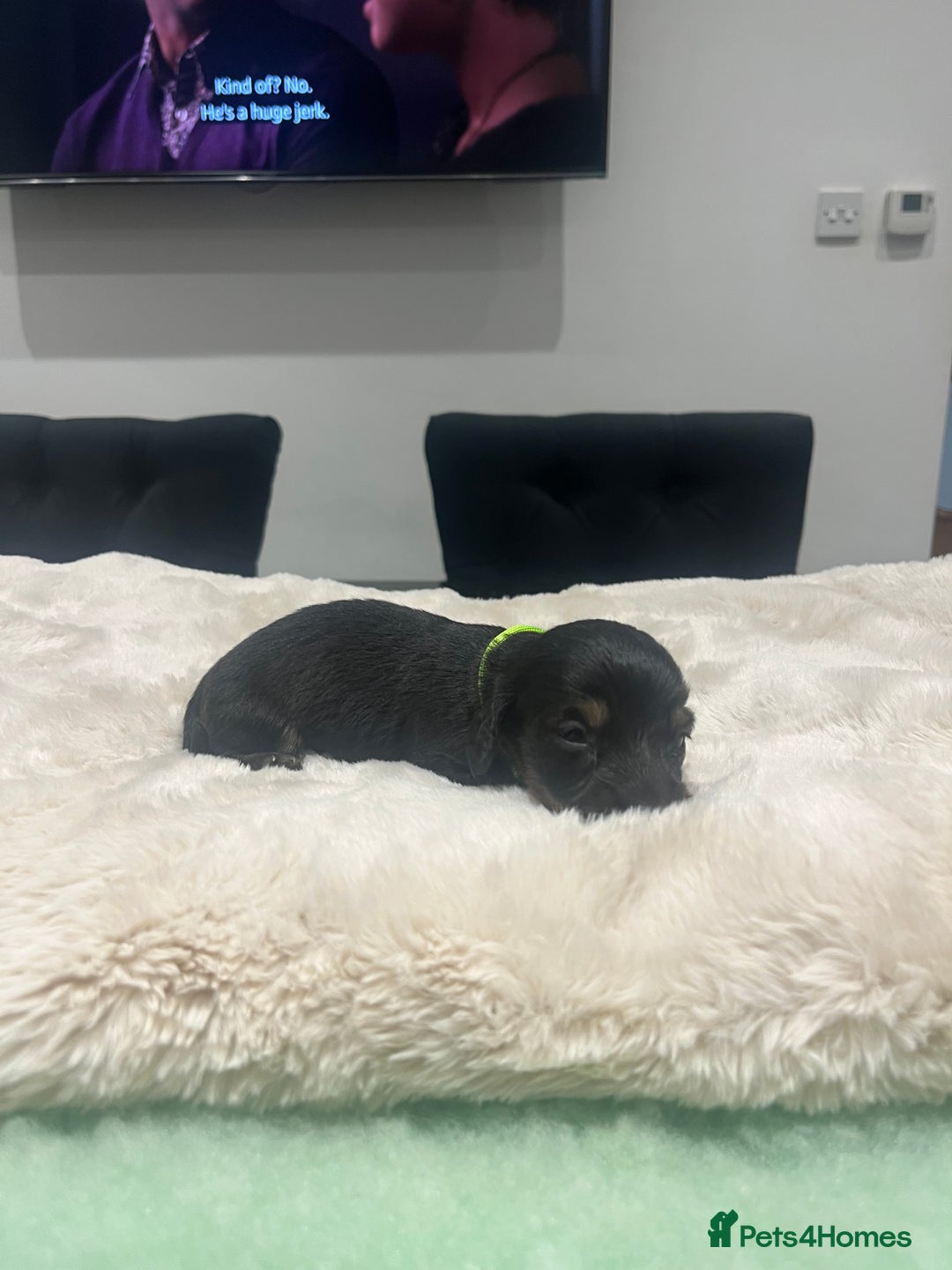 Dachshund dogs for sale: Tiny long haired piebald dachshunds for sale ! - Image 7