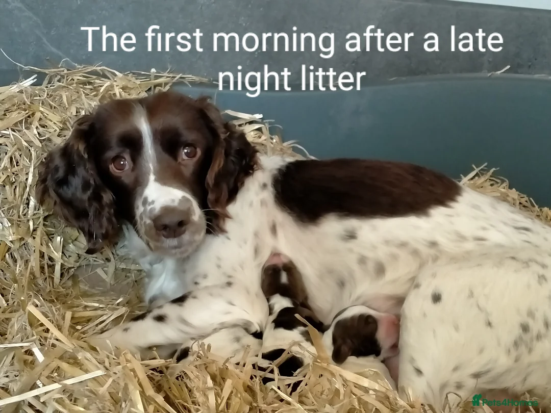 English Springer Spaniel dogs for sale: English Springer Spaniel Pups in Durham - Advert 2