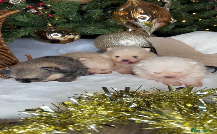 Pomeranian dogs TEDDY KC POMERANIANS 🐶 - Advert 8