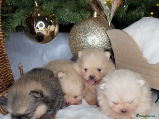 Pomeranian dogs TEDDY KC POMERANIANS 🐶 - Advert 1