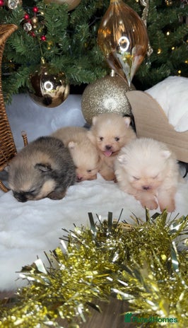 Pomeranian dogs TEDDY KC POMERANIANS 🐶 - Advert 8