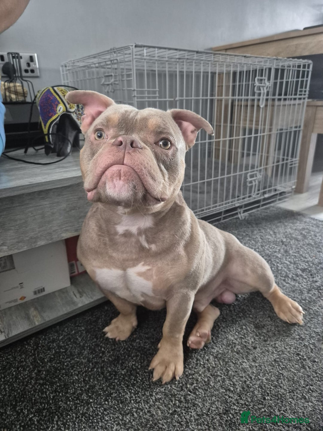 American Bully dogs for sale: Micro exotic bully Male  - Image 1