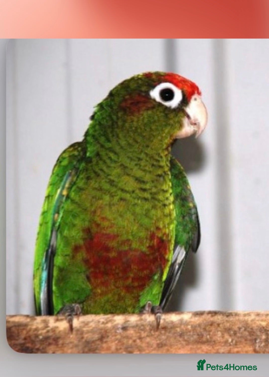 Conures birds Rose-Crowned Conures & Pearly Conure - Advert 1