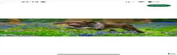 German Shorthaired Pointer dogs for sale: German shorthaired pointers  - Advert 14
