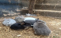 Netherland Dwarf rabbits for sale: Baby Netherland Dwarfs ready soon - Image 3