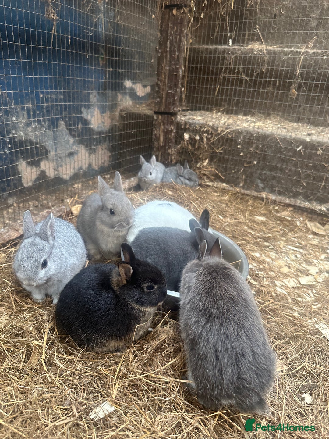 Netherland Dwarf rabbits for sale: Baby Netherland Dwarfs ready soon - Image 3