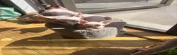 Sphynx cats for sale: Beautiful Sphynx Boy 😊 - Advert 10