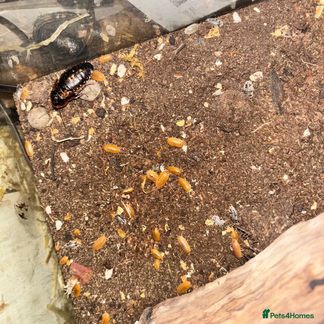 Cockroaches invertebrates for sale: Cockroaches and isopods (orange and dairycows) - Image 1