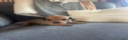 Dachshund dogs for sale: Beautiful dachshund puppies - Advert 7
