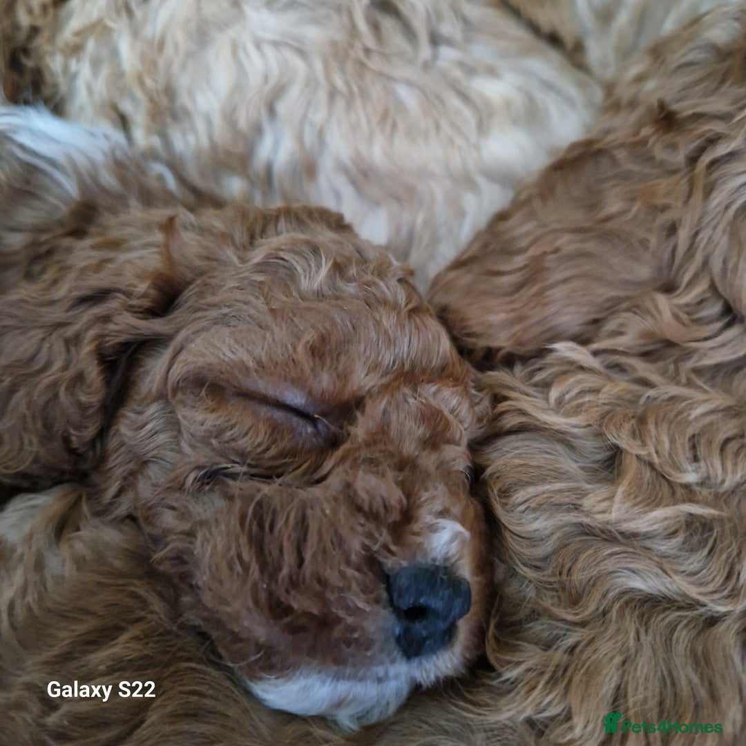 Cockapoo dogs for sale: Cockapoo - Advert 2