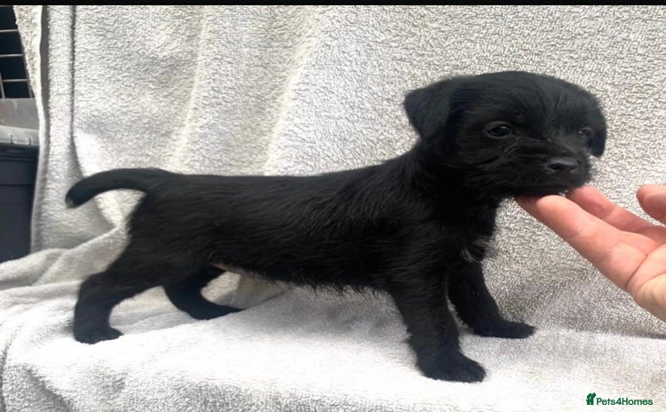 Patterdale Terrier dogs - Advert 1