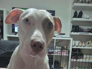 Mixed Breed dogs 2 girl pups left - Advert 1