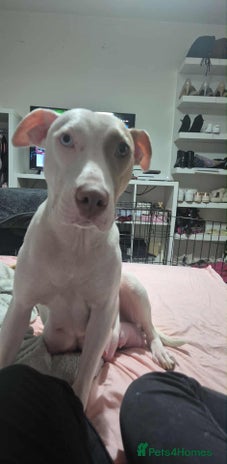 Mixed Breed dogs 2 girl pups left - Advert 1