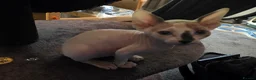 Sphynx cats for sale: Beautiful pedigree sphynx kitten HCM clear parents - Advert 8