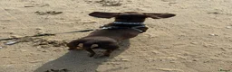 Miniature Dachshund dogs for sale: 💔LOVING HOME WANTED FOR 2 MINIATURE DACHSHUNDS 💔 in Doncaster - Advert 11