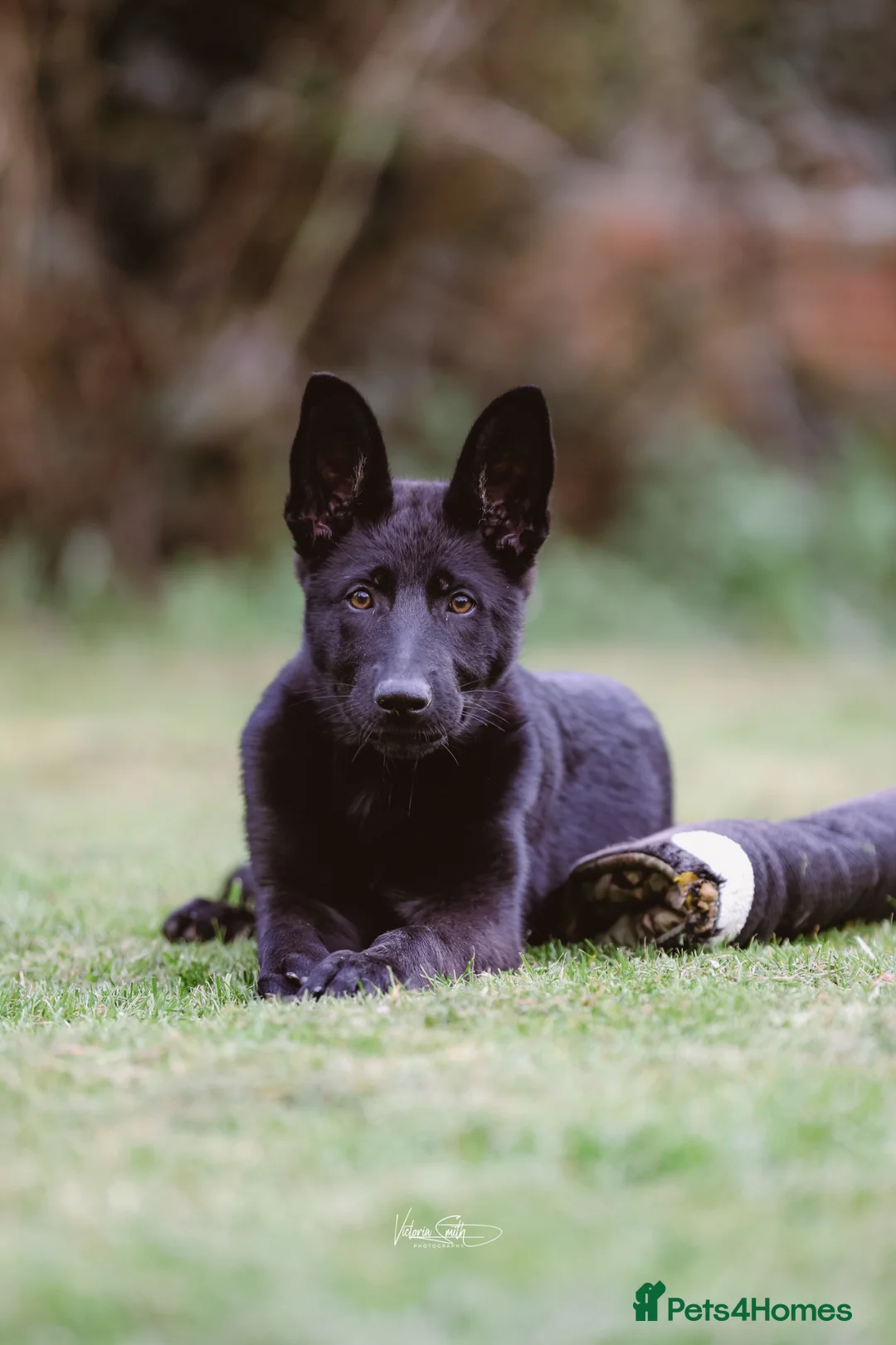 German Shepherd dogs for sale: Working Line German Shepherd Puppy - Advert 2