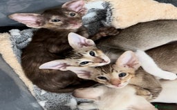 Oriental cats for sale: GCCF Champion Choc torti Tabby Queen Available - Image 5
