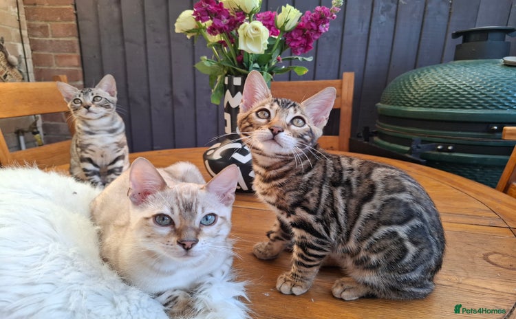 Bengal cats - Advert 11