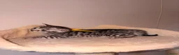 Bengal cats for sale: Tempest Bengala TICA registered kittens  - Advert 32