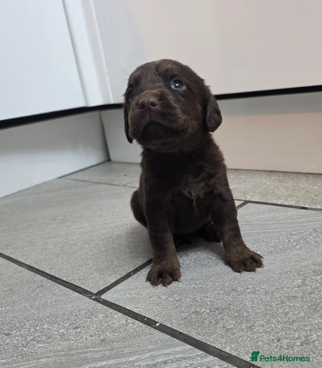 Cockerdor dogs for sale: Beautiful cockadors,HOME REARED and loved.  - Advert 20