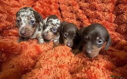 Dachshund dogs for sale: Beautiful dachshund girls  - Image 1