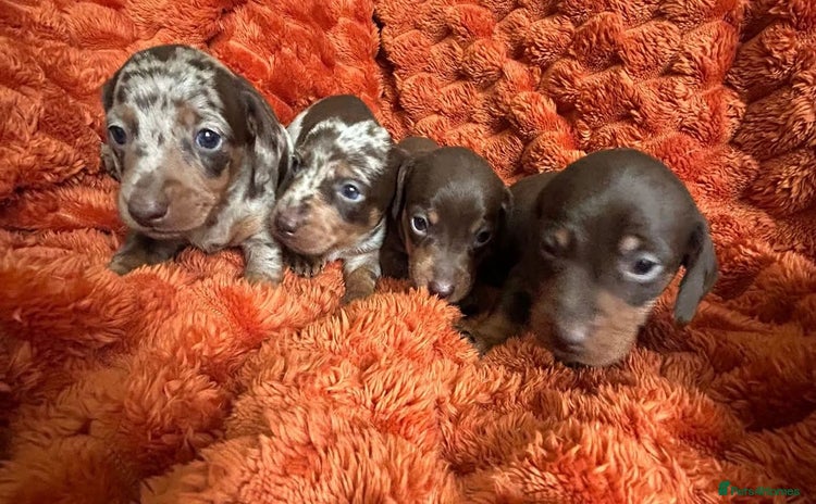 Dachshund dogs - Advert 1