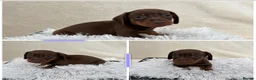 Miniature Dachshund dogs for sale: Dachshund 4 Boys available  - Advert 3