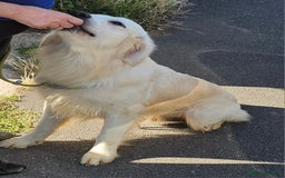 Golden Retriever dogs for stud: Extensively health tested show type kc reg in Bedford - Image 7