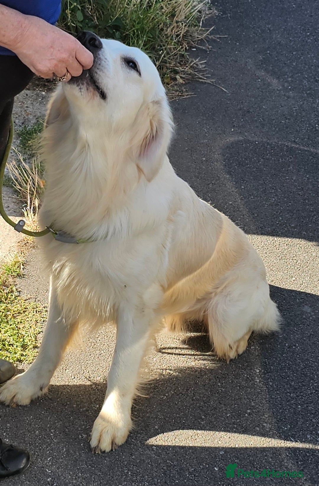 Golden Retriever dogs for stud: Extensively health tested show type kc reg in Bedford - Image 7