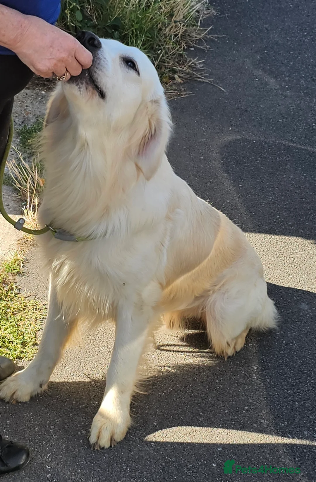 Golden Retriever dogs for stud: Extensively health tested show type kc reg in Bedford - Advert 7