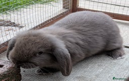 Mini Lop rabbits for sale: *RESERVED* 1 baby mini lop buck  - Advert 2