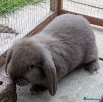 Mini Lop rabbits - Advert 4