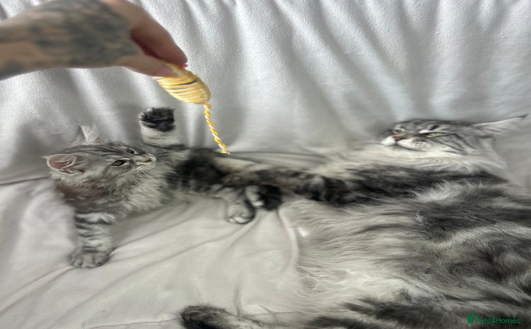 Maine Coon cats - Advert 11