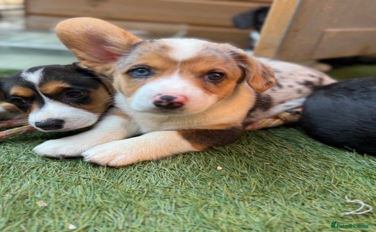 Welsh Corgi Cardigan dogs - Advert 1