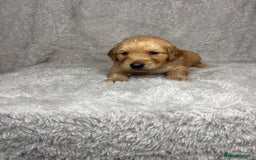 Golden Retriever dogs for sale: Beautiful chunky golden retriever’s  - Image 6