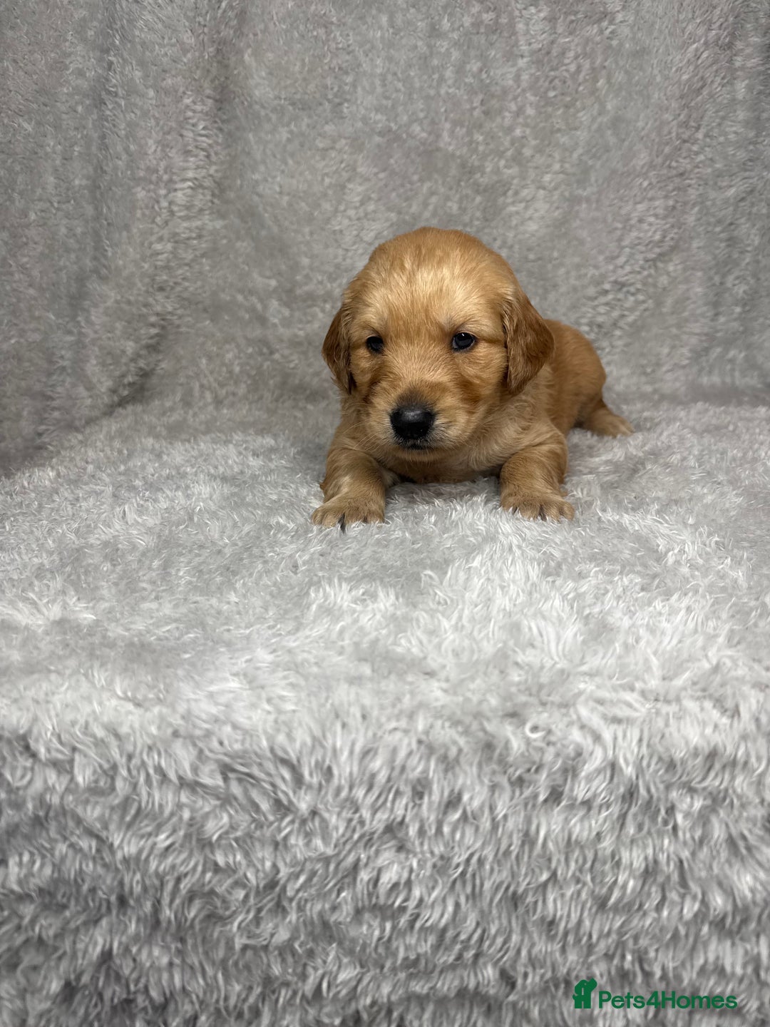 Golden Retriever dogs for sale: Beautiful chunky golden retriever’s  - Image 6