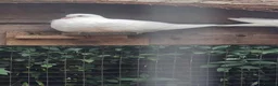 Pigeons birds for sale: Young tipplers,tumblers and racers for sale £3 - Advert 3